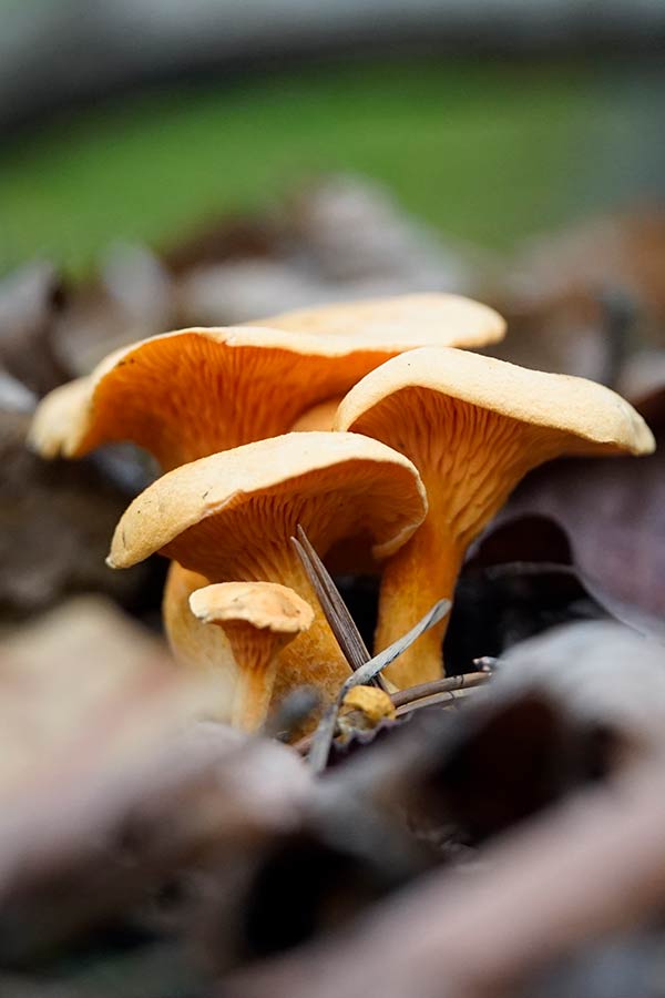 Keltavahvero (Kantarelli)