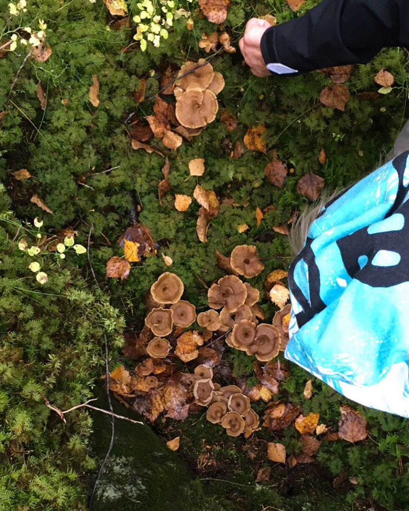 Suppilovahvero esiintyy usein runsaina ryppäinä ja kori täyttyy suppiksista pikatahtiin.