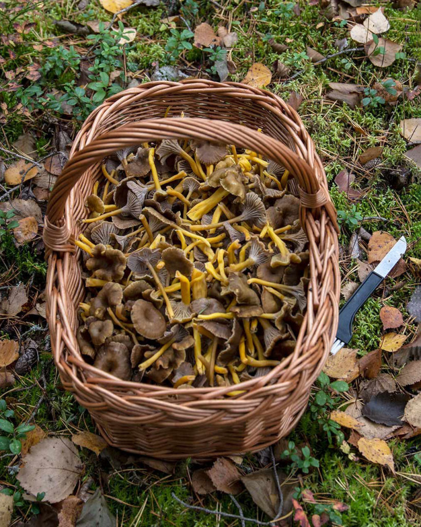 Sienimetsään varustus